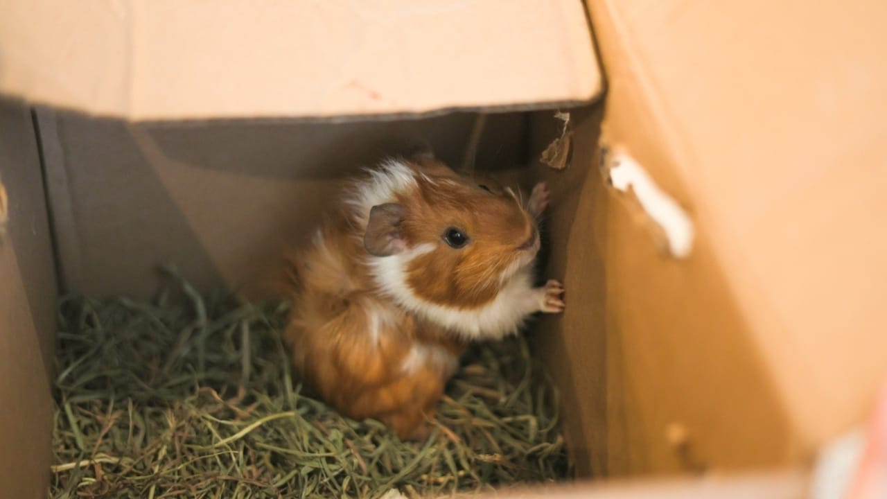 15 Important Facts People Overlook Before Getting a Guinea Pig -