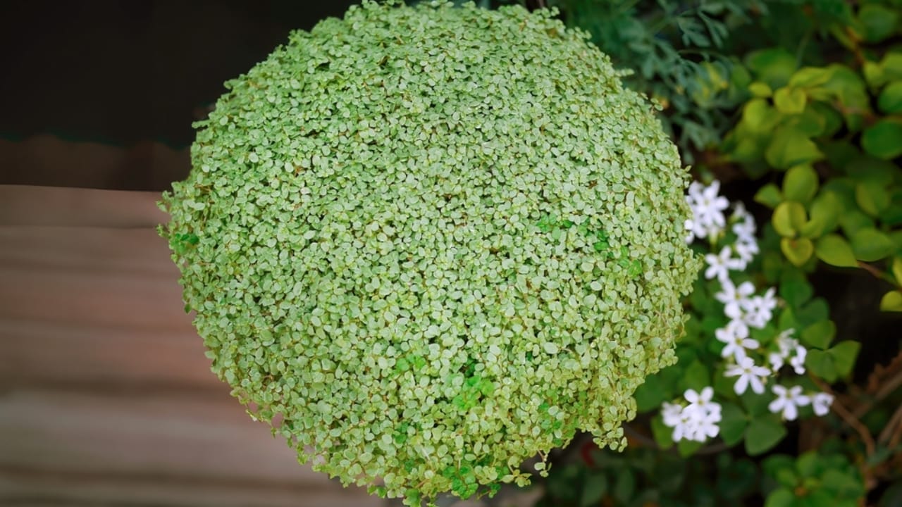 15 Best Plants to Grow in Glass Containers 11 15 Best Plants to Grow in Glass Containers - babys tears plant ss2476164609