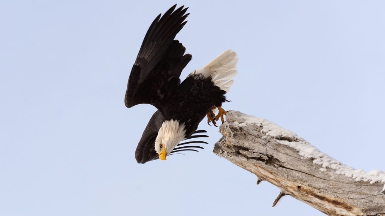 Why Eagle Feathers are Illegal—Except for One Group 6 Why Eagle Feathers are Illegal—Except for One Group - bald eagle diving dp38283215