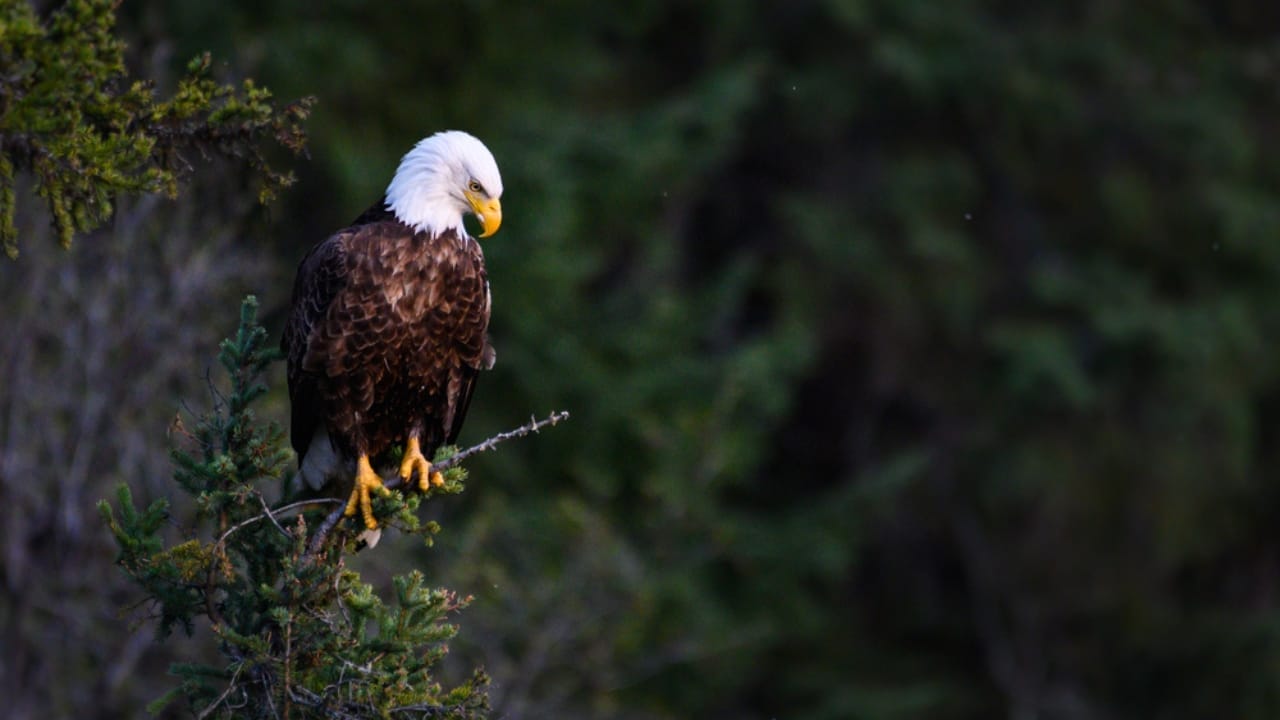 Why Eagle Feathers are Illegal—Except for One Group 5 Why Eagle Feathers are Illegal—Except for One Group - bald eagle dp344099570