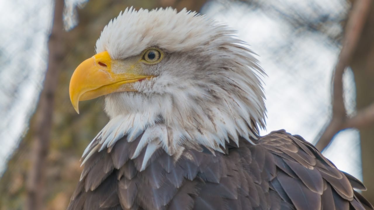 Love Them All You Want, But These Animals are Illegal as Pets in the U.S. 15 Love Them All You Want, But These Animals are Illegal as Pets in the U.S. - bald eagle dp348420840