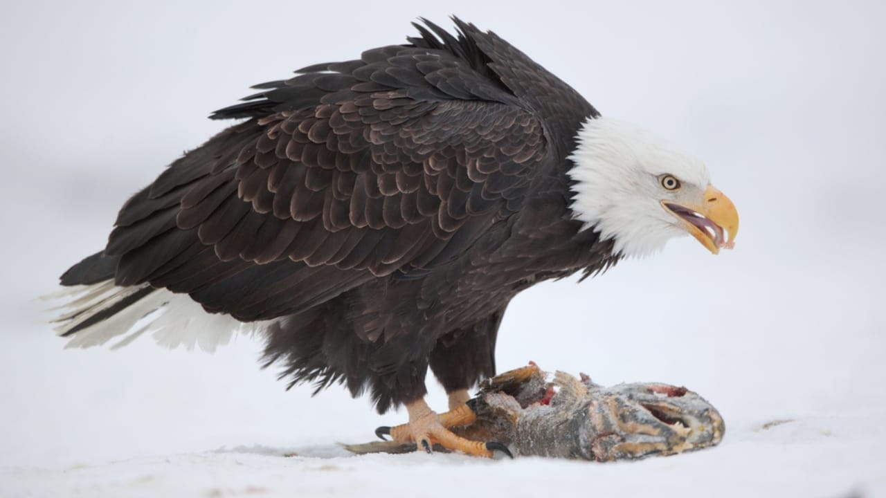 Soaring to New Heights: 15 Fun Facts About Bald Eagles 13 Soaring to New Heights: 15 Fun Facts About Bald Eagles - bald eagle eating fish dp125964160