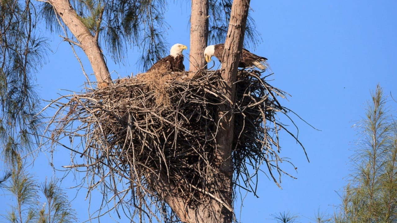 Soaring to New Heights: 15 Fun Facts About Bald Eagles 7 Soaring to New Heights: 15 Fun Facts About Bald Eagles - bald eagle family dp251755438