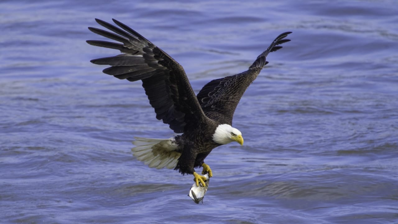 Why Eagle Feathers are Illegal—Except for One Group 3 Why Eagle Feathers are Illegal—Except for One Group - bald eagle fishing dp581349152