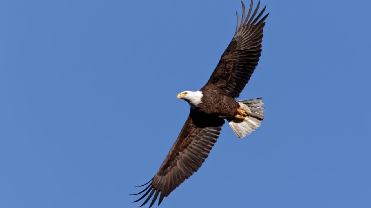 Soaring to New Heights: 15 Fun Facts About Bald Eagles 6 Soaring to New Heights: 15 Fun Facts About Bald Eagles - bald eagle flying dp428088530