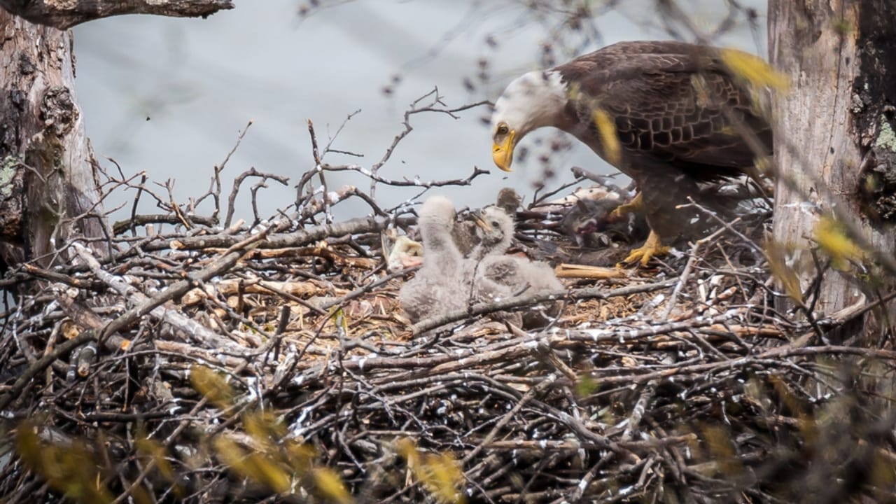 Soaring to New Heights: 15 Fun Facts About Bald Eagles 8 Soaring to New Heights: 15 Fun Facts About Bald Eagles - bald eagle nest and eaglets ss417891913
