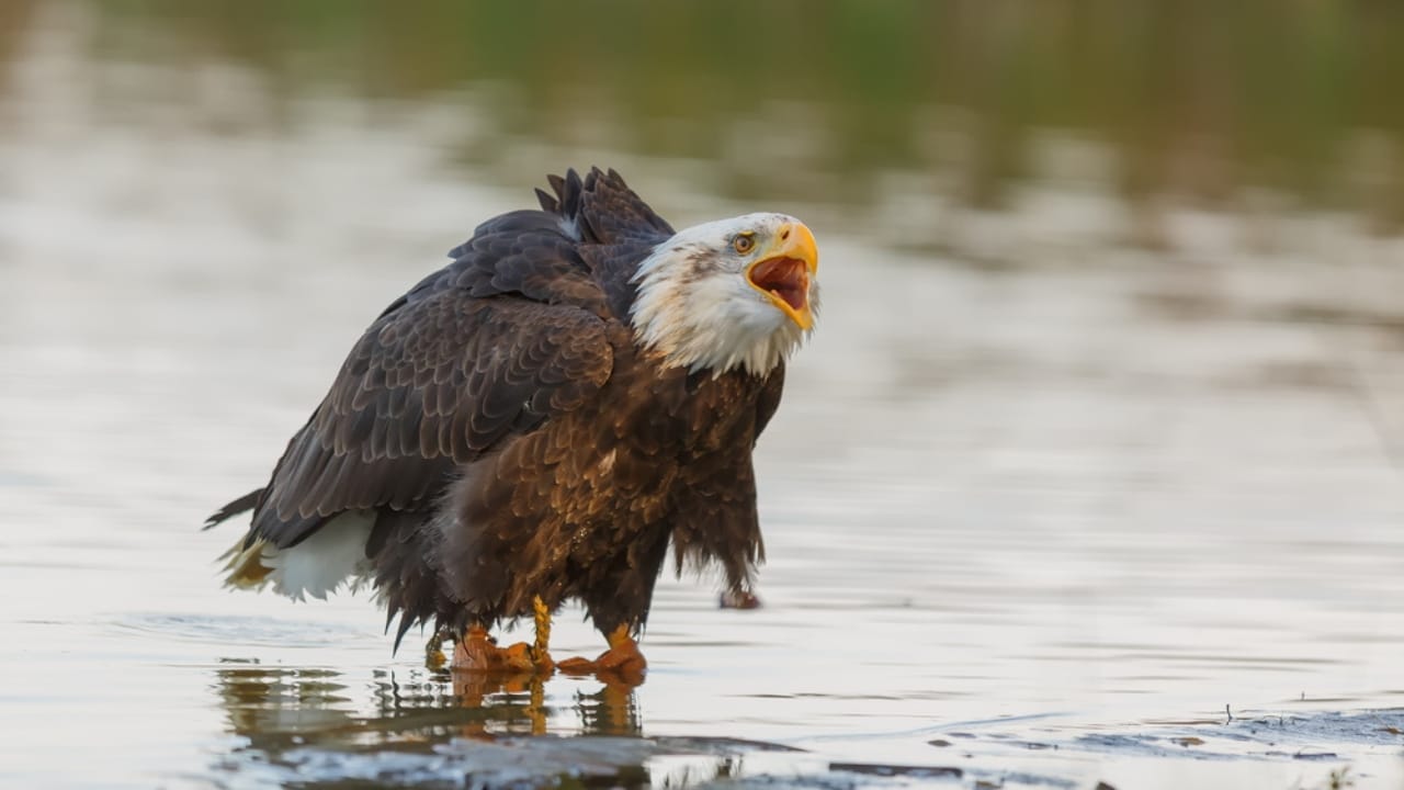 Soaring to New Heights: 15 Fun Facts About Bald Eagles - bald eagle on water dp592800190