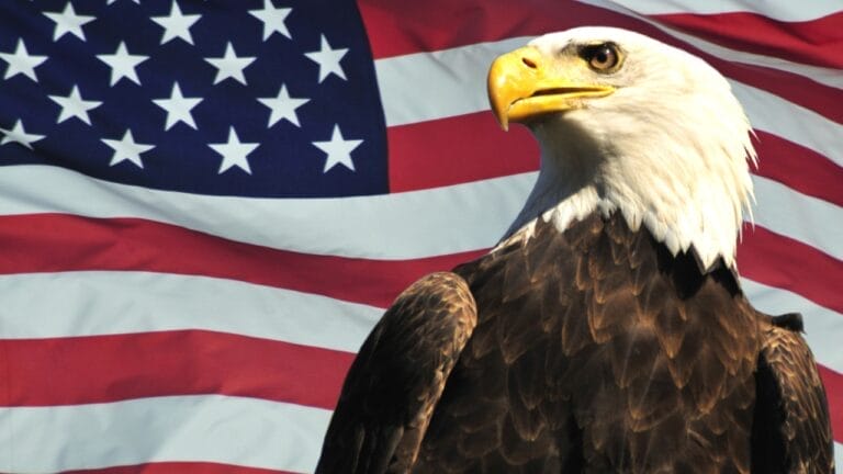 Soaring to New Heights: 15 Fun Facts About Bald Eagles - bald eagle ss28379065