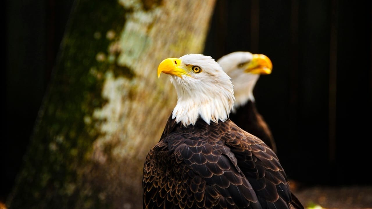 Soaring to New Heights: 15 Fun Facts About Bald Eagles - bald eagles dp41622801