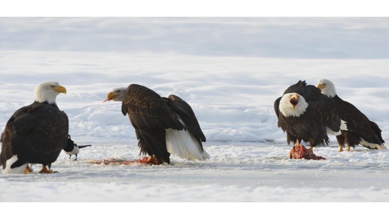Soaring to New Heights: 15 Fun Facts About Bald Eagles - bald eagles dp49613971