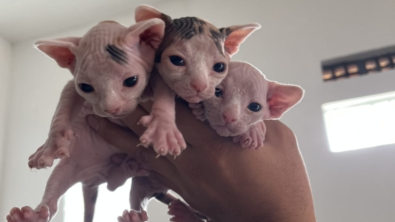 The Truth Behind the Viral "Bullycat" Breed 4 The Truth Behind the Viral "Bullycat" Breed - bambino kittens ss2376401689