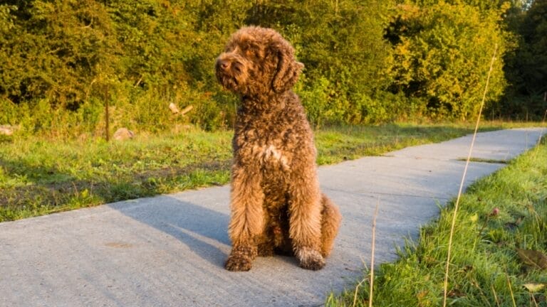 10 Times Barbet Dogs Proved They're Smarter Than Your Average Pooch 3 10 Times Barbet Dogs Proved They're Smarter Than Your Average Pooch - barbet dog ss2214694751