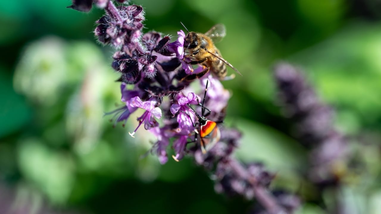 Pinch Off Those Basil Flowers, They're Flavor Powerhouses 4 Pinch Off Those Basil Flowers, They're Flavor Powerhouses - basil flower bee ss2462605969