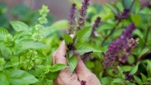 Pinch Off Those Basil Flowers, They're Flavor Powerhouses 1 Pinch Off Those Basil Flowers, They're Flavor Powerhouses - basil flower picking ss2225875803