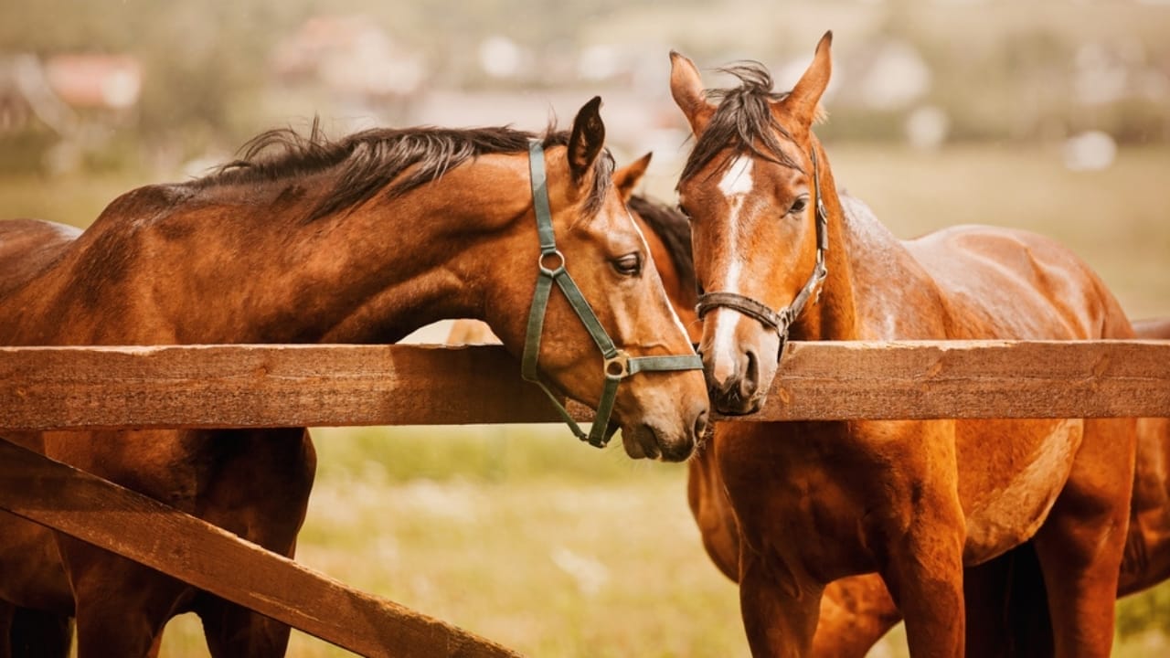 10 Animals with Healing Powers That Could Transform Medicine - bay horses ss 2219584009