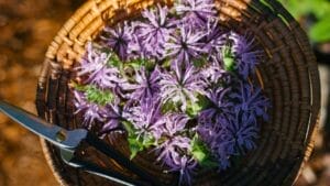 12 Creative Uses for Bee Balm 1 12 Creative Uses for Bee Balm - bee balm ss2399912859