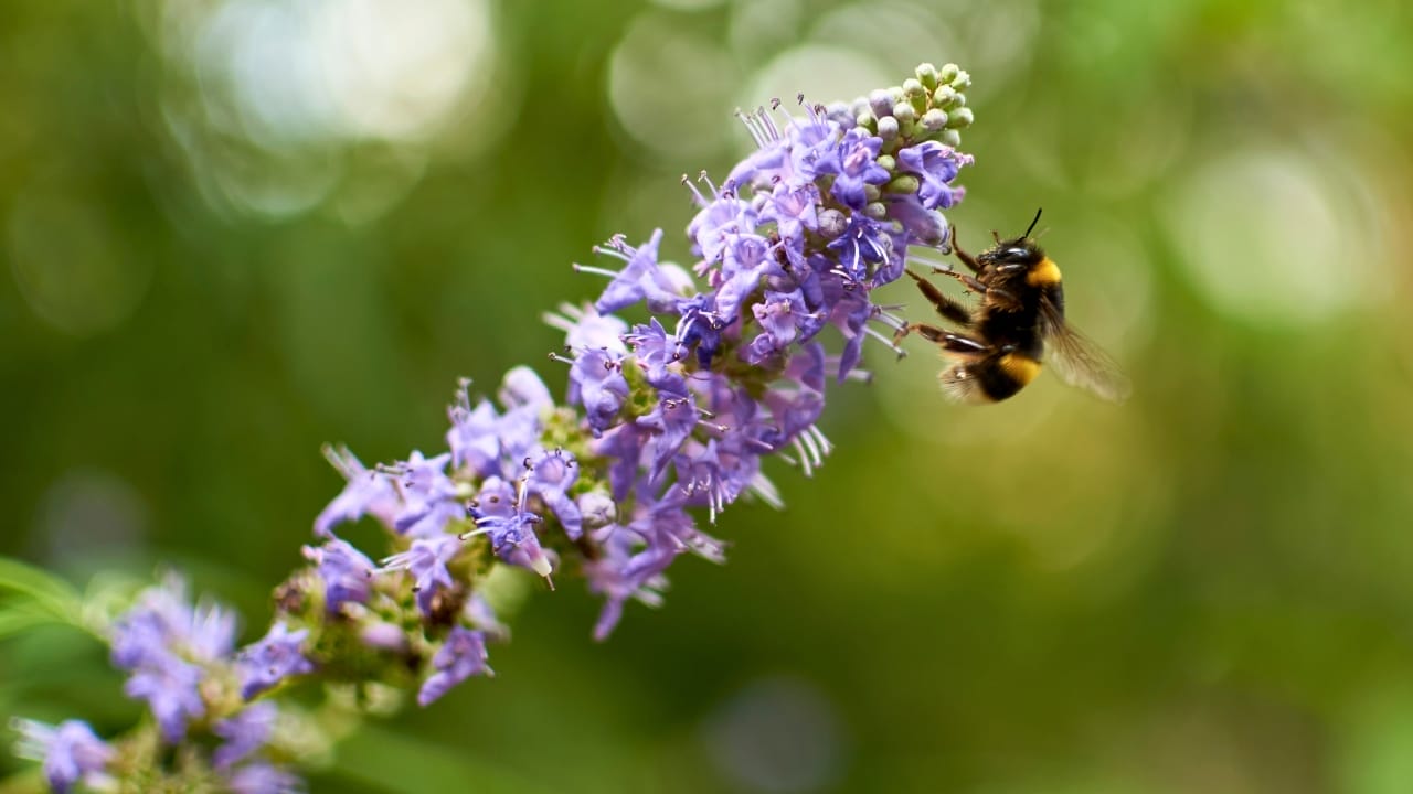Create a Bird & Butterfly Lover’s Paradise with This Gorgeous Flowering Bush 4 Create a Bird & Butterfly Lover’s Paradise with This Gorgeous Flowering Bush - bee lilac ss2503955785