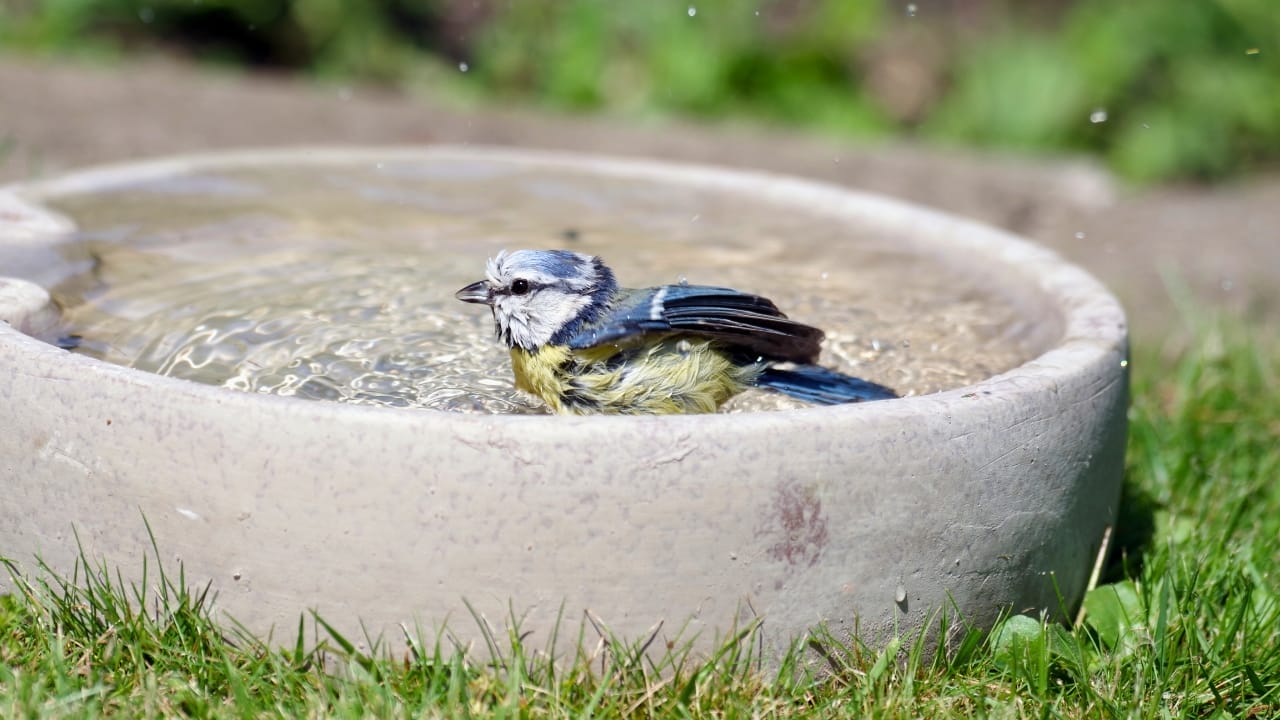 Hummingbirds Avoiding Your Birdbath? Here’s What Might Be Wrong & How to Fix It 3 Hummingbirds Avoiding Your Birdbath? Here’s What Might Be Wrong & How to Fix It - bird bath ss2309701139