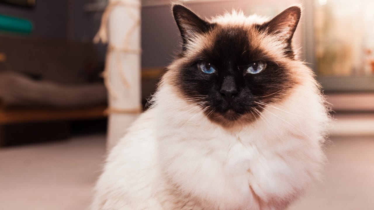 15 Cute Cats You’ll Fall for—if You Can Keep Up with Their Needs 11 15 Cute Cats You’ll Fall for—if You Can Keep Up with Their Needs - birman cat dp40345237