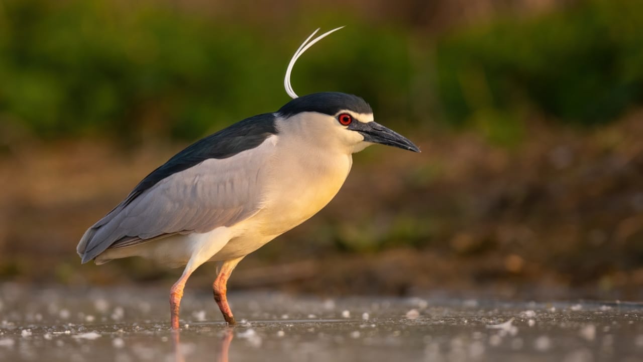 18 Birds Known for Their Black Heads 18 18 Birds Known for Their Black Heads - black crowned night heron bird dp464001420