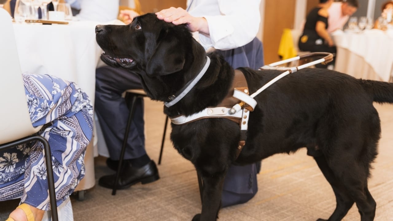 Service Dogs in Action: 14 Facts About Their Life-Transforming Abilities 5 Service Dogs in Action: 14 Facts About Their Life-Transforming Abilities - black labrador guide dog behave ss2304185041