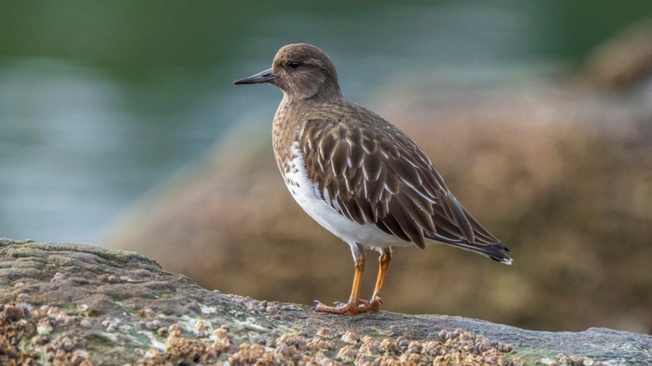 18 Birds Known for Their Black Heads 17 18 Birds Known for Their Black Heads - black turnstone bird dp731677916