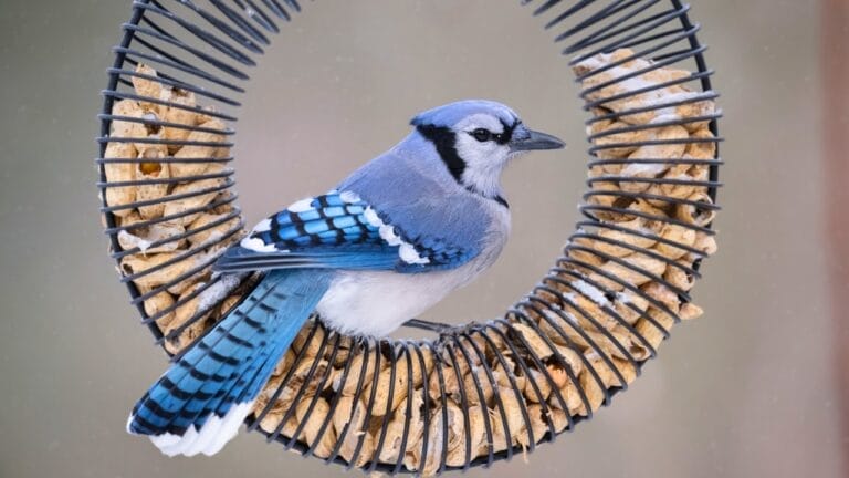 10 Tips for Creating a Thriving, Bird-Friendly Yard 10 10 Tips for Creating a Thriving, Bird-Friendly Yard - blue jay bird feeder ss2402587443