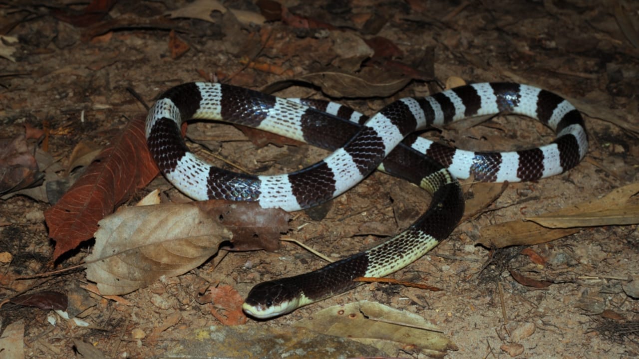 Ranking the 14 Most Dangerous Snakes in the World 8 Ranking the 14 Most Dangerous Snakes in the World - blue krait malayan krait ss1072215350