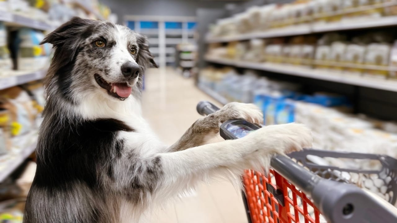 9 Rules to Know When Bringing Service Dogs into Grocery Stores 7 9 Rules to Know When Bringing Service Dogs into Grocery Stores - border collie dog with shopping cart ss2451939007