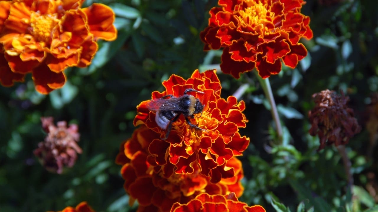The Flower That Can Keep Your Garden Yellowjacket-Free 7 The Flower That Can Keep Your Garden Yellowjacket-Free - bumble bee on marigold dp1107592