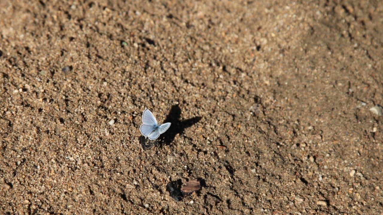 From Dunes to Dust: The Tragic Tale of San Francisco's Lost Blue Butterflies 5 From Dunes to Dust: The Tragic Tale of San Francisco's Lost Blue Butterflies - butterfly on the ground ss2270437405