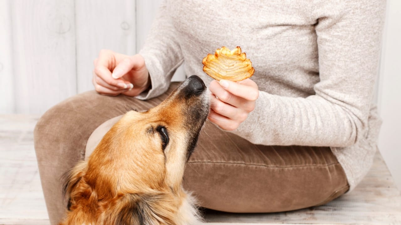 Relax Your Anxious Dog with These 15 Calming Treats 4 Relax Your Anxious Dog with These 15 Calming Treats - calming aid for dogs dp286700010