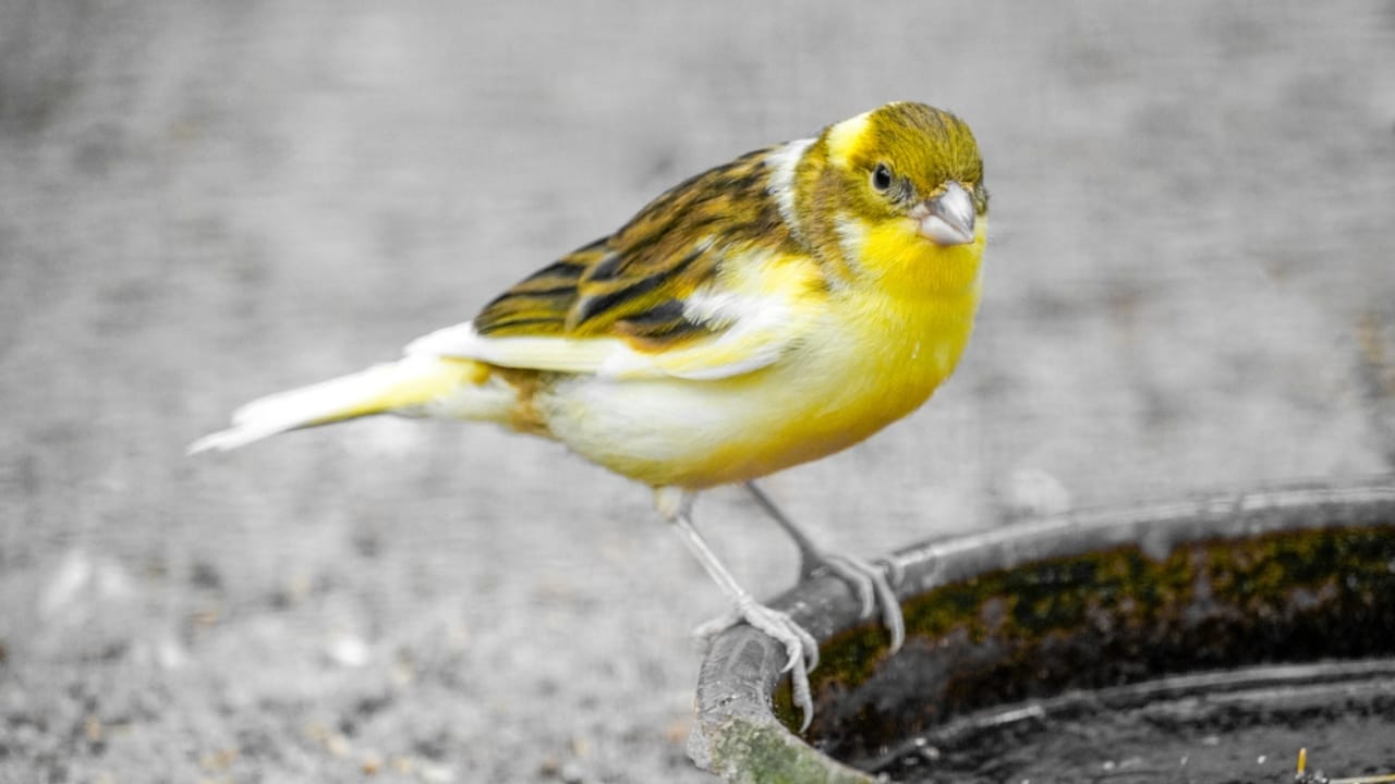 First Pet? 13 Easygoing Pets Perfect for Beginners 10 First Pet? 13 Easygoing Pets Perfect for Beginners - canary dp647367796