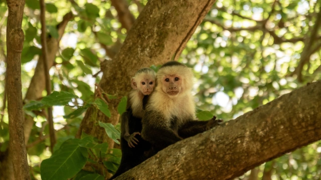 15 Animals Known for Their Gentle & Friendly Nature - capuchin monkeys ss2495737859
