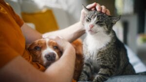 Why Cats Rule: 24 Reasons They're Better Than Dogs 1 Why Cats Rule: 24 Reasons They're Better Than Dogs - cat dog ss2388790877