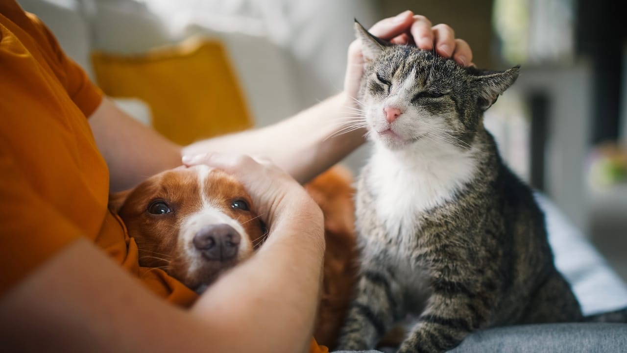 15 Dog Behaviors You’re Probably Misunderstanding - cat dog ss2388790877