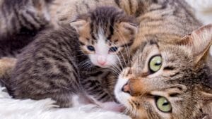 15 Unique Traits That Set Kittens Apart from Adult Cats 1 15 Unique Traits That Set Kittens Apart from Adult Cats - cat kitten ss1055873999