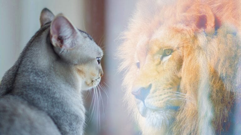 15 Cat Myths & Misconceptions Debunked 4 15 Cat Myths & Misconceptions Debunked - cat lion ss1457494580