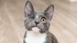 Purrfectly Unique: Understanding & Caring for Special Needs Cats 1 Purrfectly Unique: Understanding & Caring for Special Needs Cats - cat ss1988983610