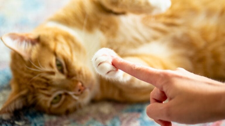 10 Behavioral Changes in Your Cat You Shouldn’t Ignore 6 10 Behavioral Changes in Your Cat You Shouldn’t Ignore - cat ss2459568691