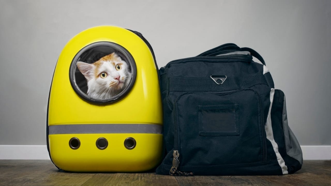 30 Ways to Become Your Cat's Best Friend - cat backpack carrier travel dp265529388