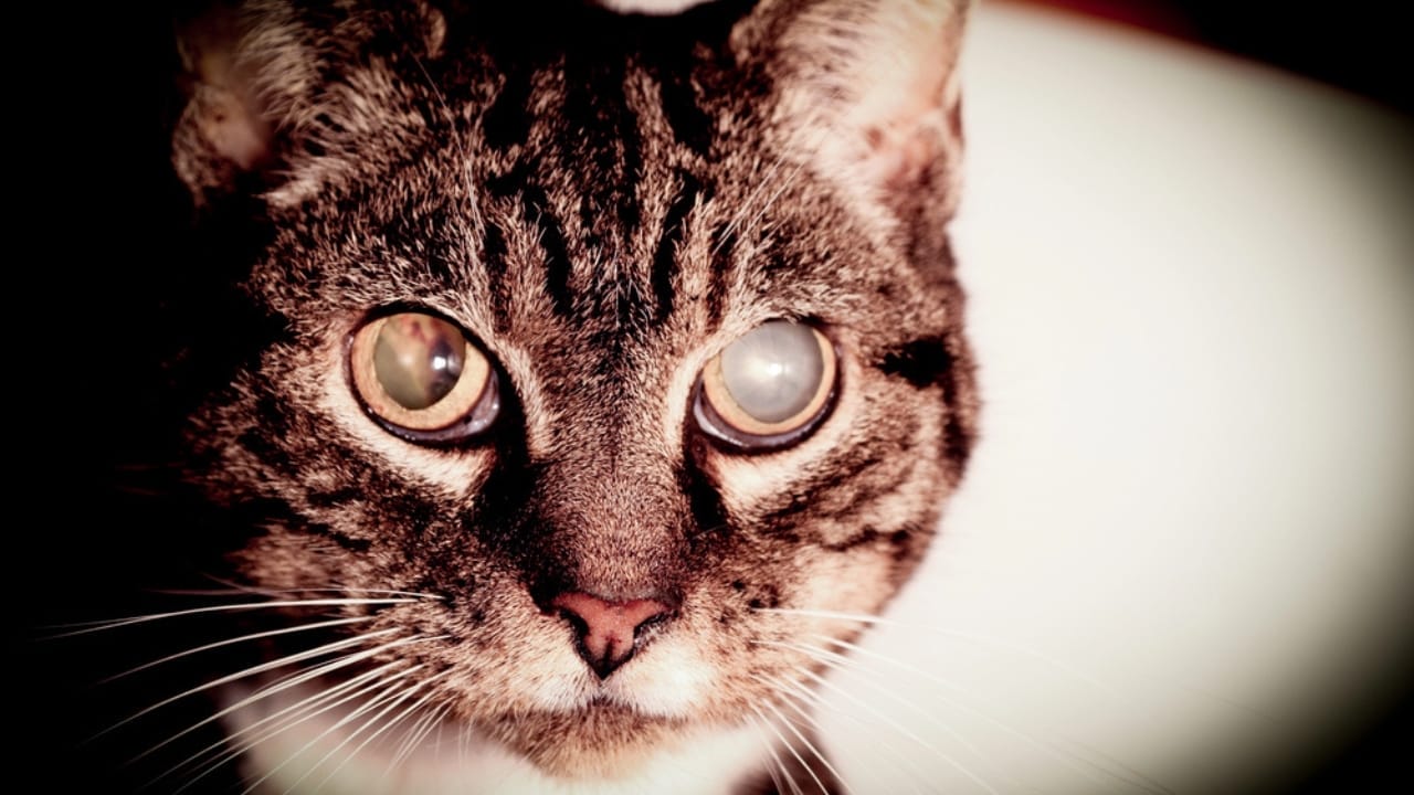What It Might Mean If Your Cat Suddenly Stops Eating - cat cataracts aging dp91480590