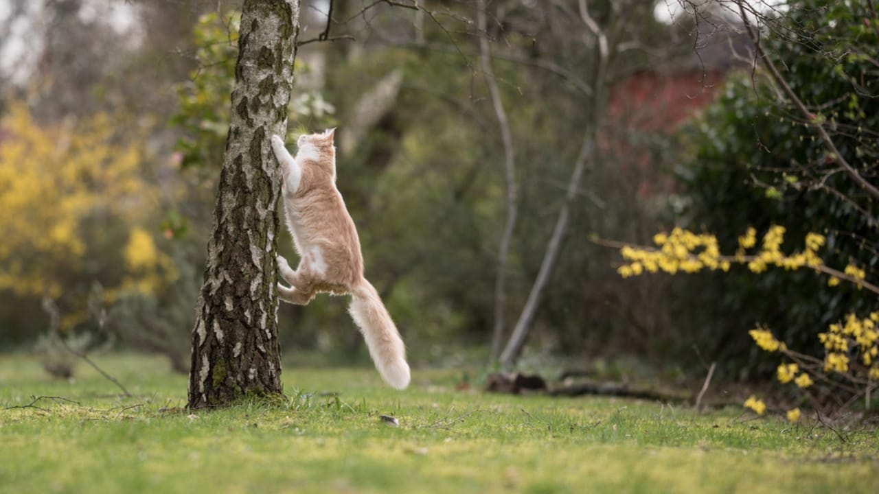 30 Ways to Become Your Cat's Best Friend - cat climbing tree dp404421248