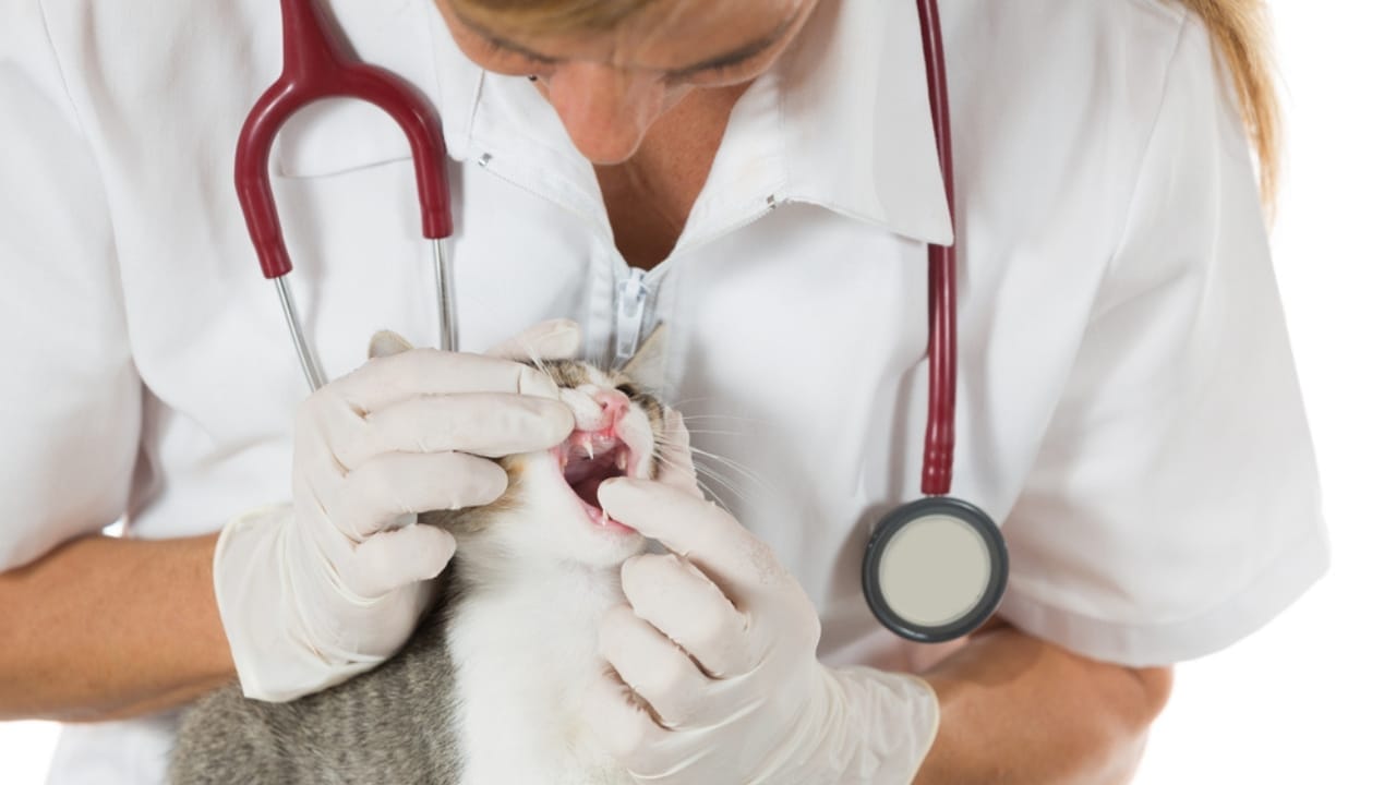 18 Ways to Help Your Senior Cat Thrive in Their Golden Years 12 18 Ways to Help Your Senior Cat Thrive in Their Golden Years - cat dental dp78152992