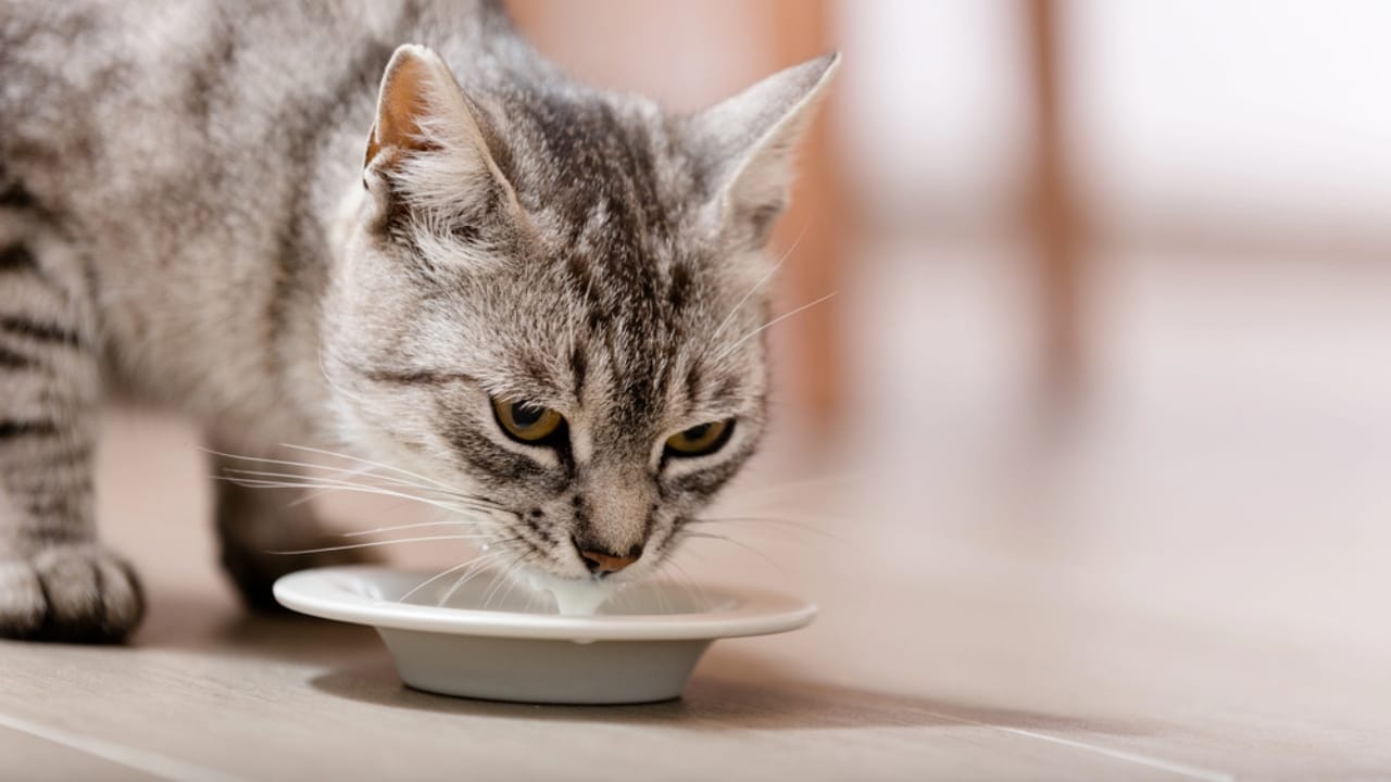 15 Cat Myths & Misconceptions Debunked 10 15 Cat Myths & Misconceptions Debunked - cat drinking milk dp24412187