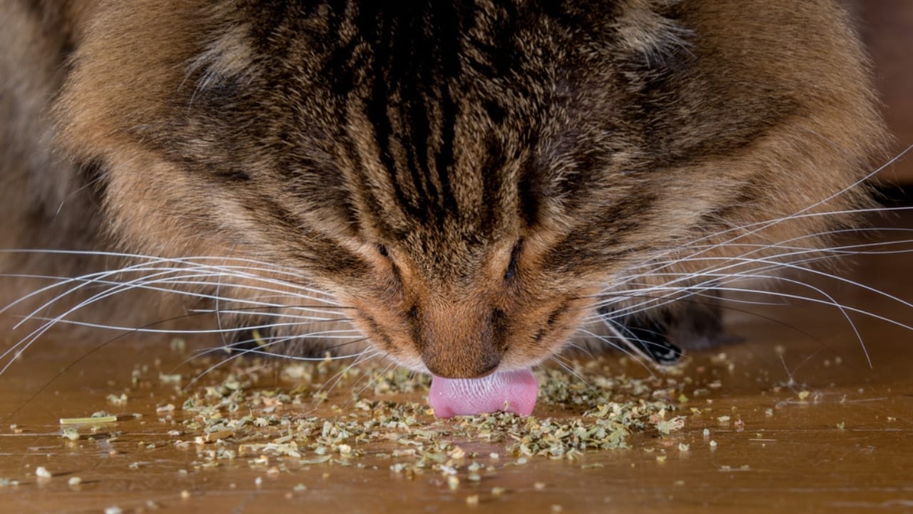 10 Things Every Cat Owner Should Know Before Saying "Yes" to Catnip - cat eating catnip dp415696850