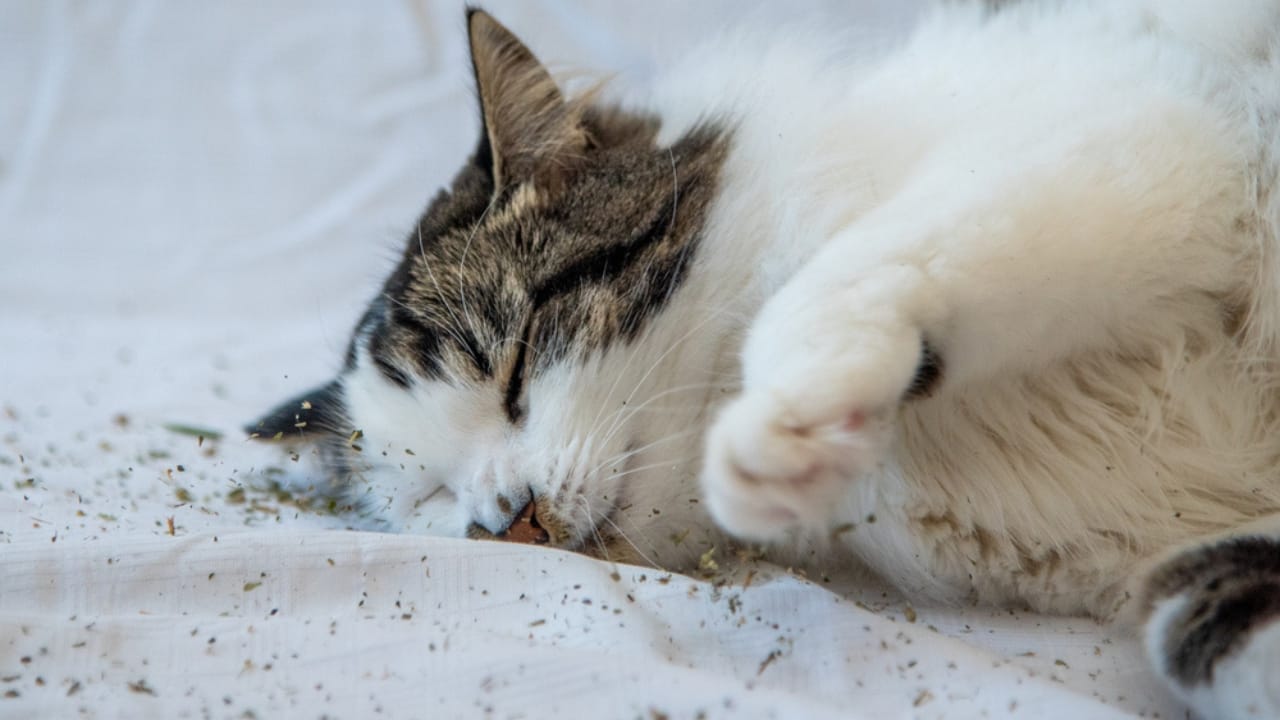 15 Cat Myths & Misconceptions Debunked 9 15 Cat Myths & Misconceptions Debunked - cat enjoying catnip ss1716030592