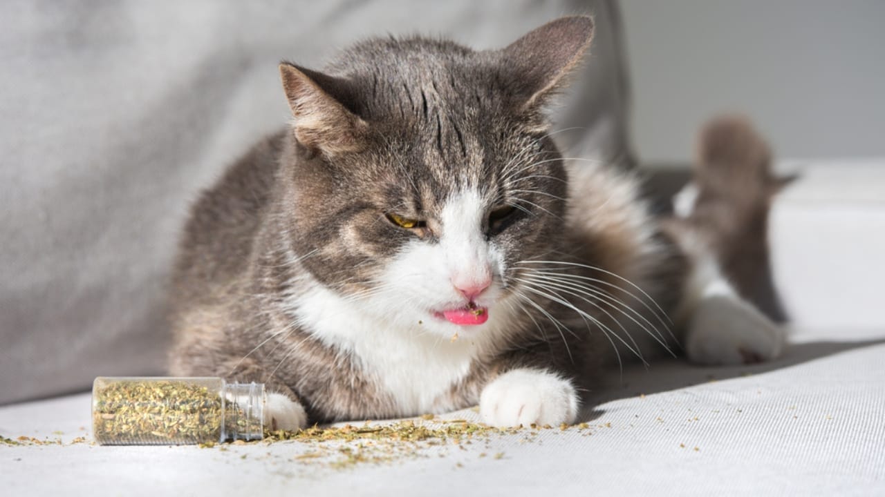 10 Things Every Cat Owner Should Know Before Saying "Yes" to Catnip - cat licking dried catnip ss1881193819