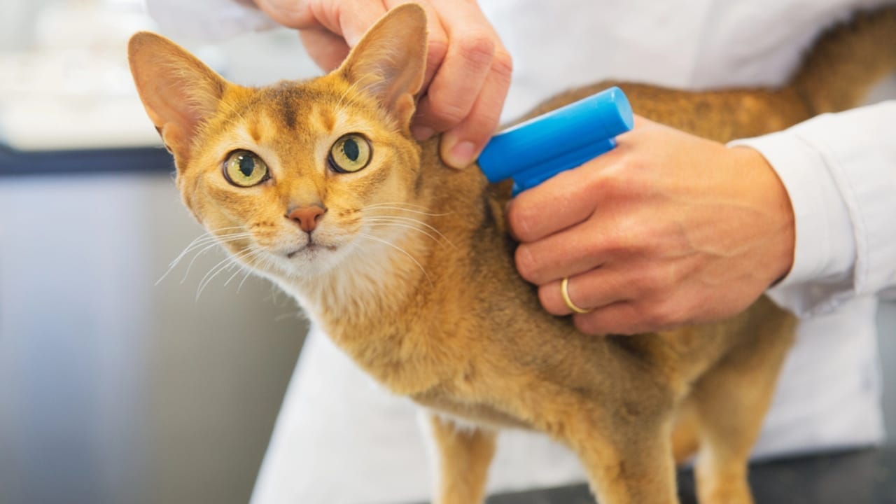 30 Ways to Become Your Cat's Best Friend - cat microchipping dp48497927
