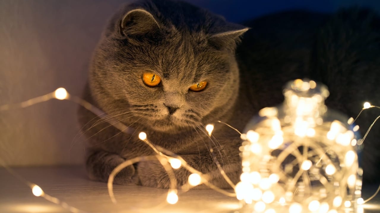 30 Ways to Become Your Cat's Best Friend - cat night light dp347400800